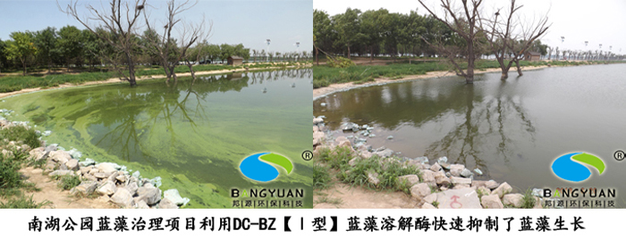 邦源環保藍藻生物治理產品DC-BZ【I型】藍藻溶解酶應用于項目效果圖