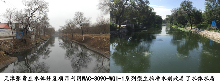 降低COD产品水质提升产品WAC-3090-WQI-1系列微生物净水剂应用于项目效果图
