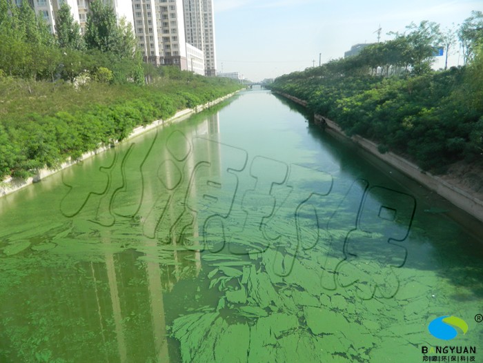 水體治理前，部分水域爆發大面積藍藻
