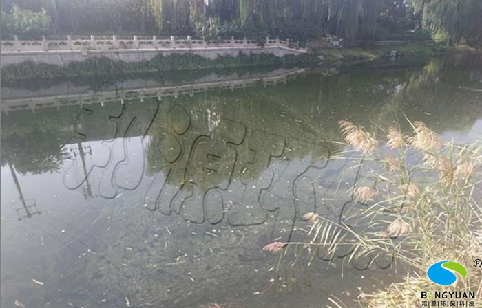 北護城河治理前，藻類滋生，水體渾濁，透明度低