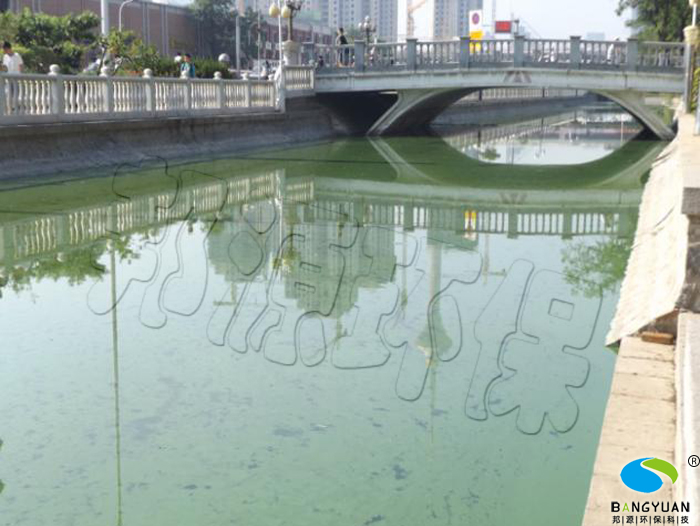天津大学桥受外河藻类影响水华现象严重
