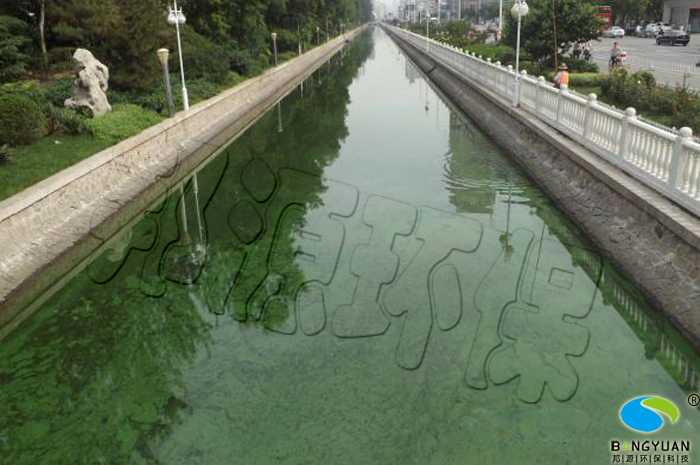 治理前，水体富营养化严重，六里台桥以北暴发“蓝藻”现象 