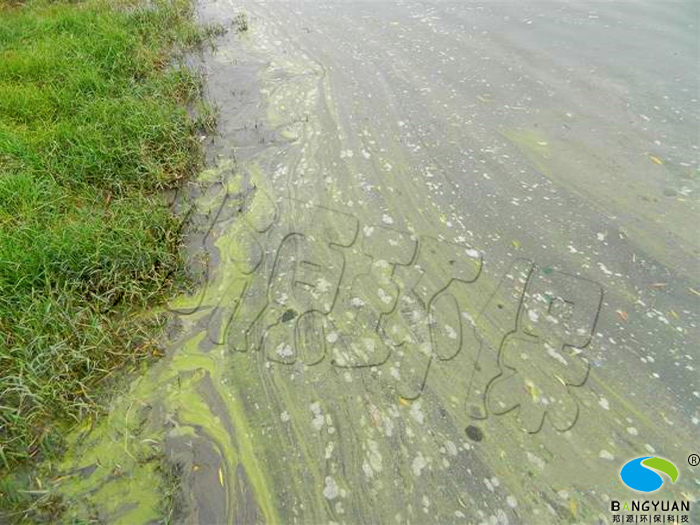 水体富营养化导致水体叶绿素含量较高，藻类大量滋生