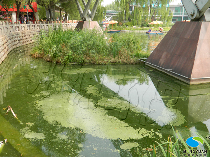 泉城公園爆發藍藻