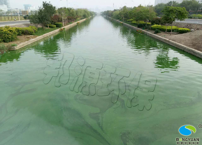 大部分水环境都有蓝藻爆发的问题，这是典型的蓝藻治理前河道的现状