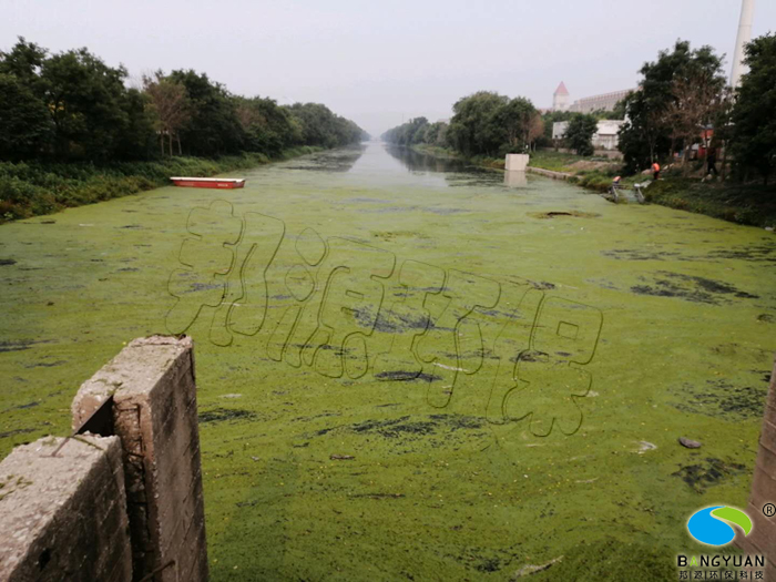 河道爆发蓝藻，水质差