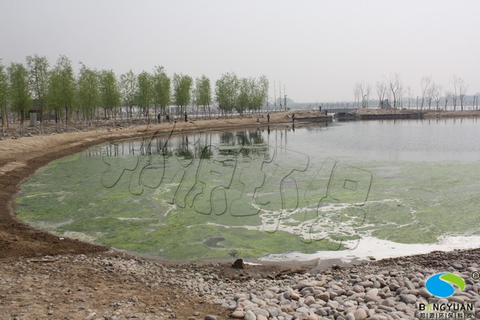 湖泊滋生大量绿藻，散发腥臭味