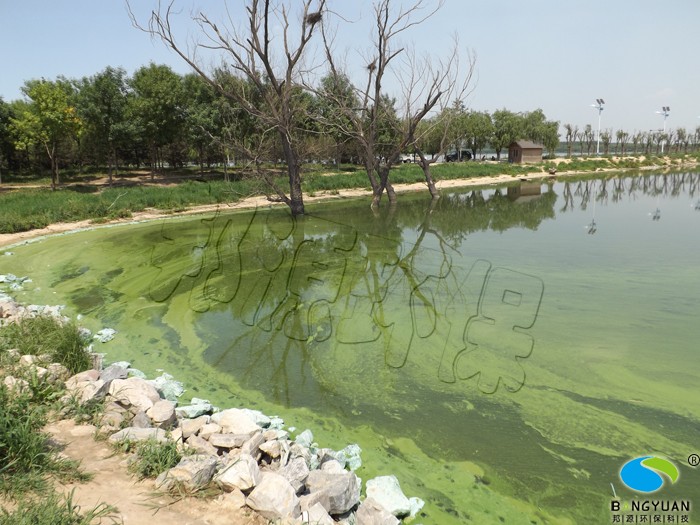 蓝藻生物治理前|湖泊蓝藻爆发