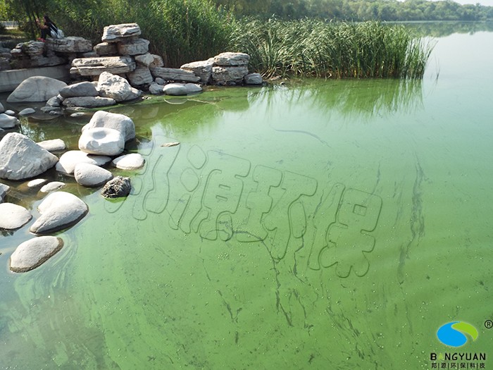 湖泊景观水体爆发蓝藻问题