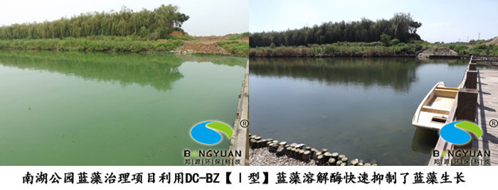 南湖公园蓝藻治理项目利用DC-BZ【Ⅰ型】蓝藻溶解酶治理蓝藻并控制蓝藻滋生
