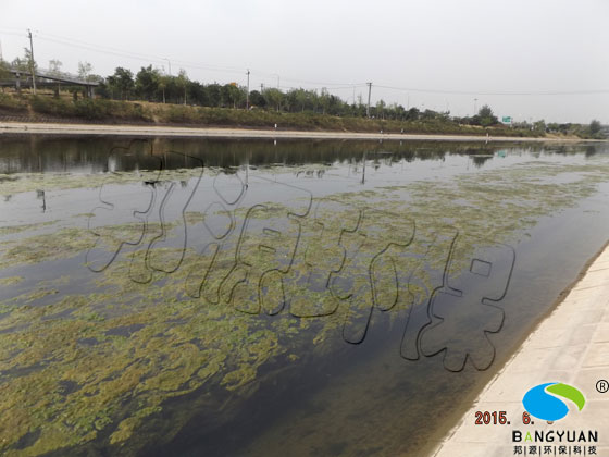 河道水體大面積爆發(fā)水綿，嚴(yán)重影響水體中的種植物