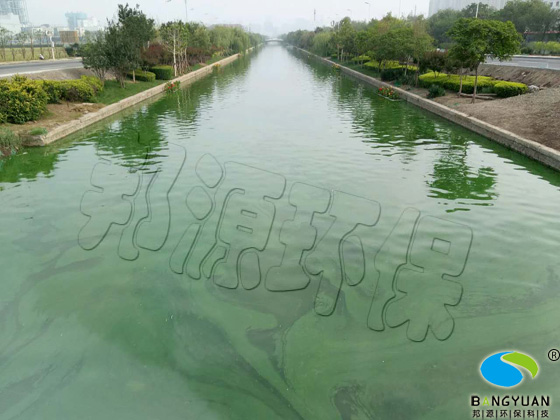 天津長泰河藍藻治理前.jpg  河道爆發藍藻，水綿如“綠油漆”